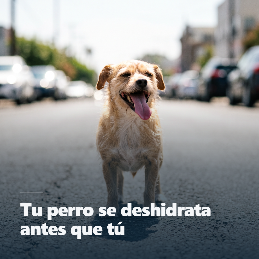 Botella 3 en 1 para Mascotas · 350 ml